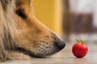 Un chien renifle une tomate cerise posée sur le sol