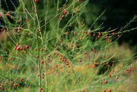Un asparagus dans un jardin avec des baies rouges