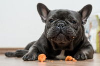 Un Bouledogue Français croque une carotte