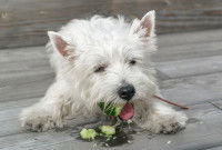 Un petit chien blanc croque du concombre