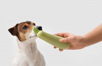 Un Jack Russell renifle une courgette