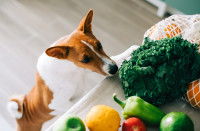 Un chien Basenji renifle divers légumes sur une table de cuisine