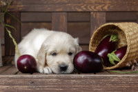 Un chiot Golden Retriever allongé à côté d'aubergines