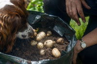 Un chien renifle un sac contenant du terreau et des pommes de terre