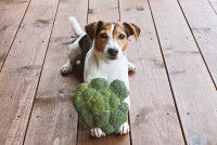 Un jeune Jack Russell tient un brocoli entre ses pattes