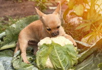 Un petit Chihuahua joue avec un chou-fleur dans le jardin