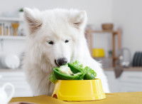 Un chien blanc mange du poivron vert dans sa gamelle