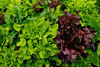 Des salades cultivées dans un potager