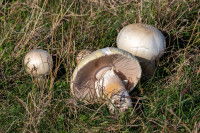 Des champignons de Paris sauvages dans l'herbe