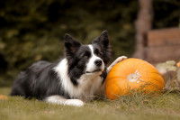 Un Border Collie allongé dans l'herbe à côté d'une courge