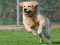 Le niveau d'activité