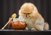 Un chiot Pomeranian assis à côté d'un pot de miel