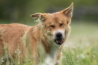 Un chien allergique au pollen éternue