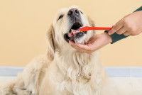 Un enfant brosse les dents de son Golden Retriever