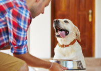 Un homme donne à manger à son chien affamé