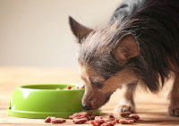 Un vieux chien renifle sa gamelle de croquettes
