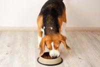 Un chien Beagle mange dans sa gamelle