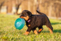 Un chiot tient sa gamelle dans sa gamelle dans un jardin
