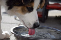 Vue proche d'un chien en train de boire dans sa gamelle