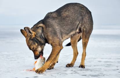 Faire manger du hareng fermenté à un chien