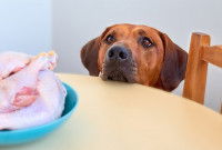Un chien renifle un poulet posé sur une table