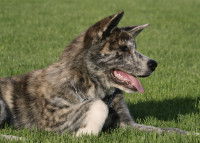 Un Akita Inu allongé dans l'herbe halète
