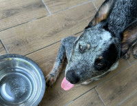 Un chien assoiffé allongé devant une gamelle d'eeau vide