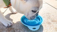 Un French Bulldog boit dans une gamelle bleue