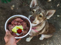 Chien attendant son repas maison préparé par son maître