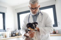 Un vétérinaire examine un petit chiot Shetland