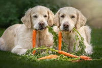 Deux Labradors tenant des carottes dans leur gueule