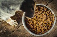 Un jeune chien en train de manger dans une gamelle de croquettes