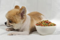 Un petit chien boude sa gamelle de croquettes