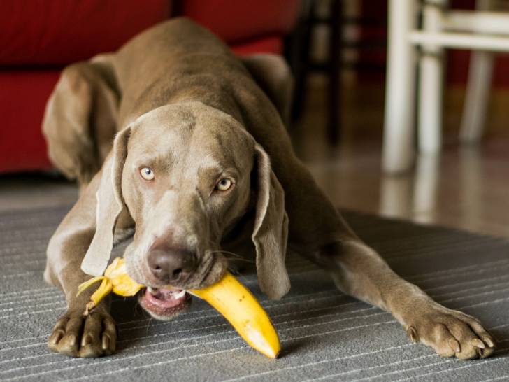 La banane, un fruit pour les chiens