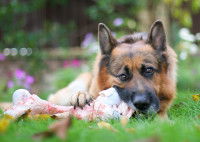 Un Berger Allemand ronge un gros os dans le jardin