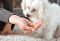 Une femme donne des croquettes à son petit chien dans sa main
