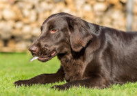 Un chien Labrador mange un poisson dans le jardin
