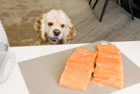 Un petit chien regarde du saumon sur une table
