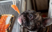 Une femme donne un morceau de saumon cru à un Bouledogue Français