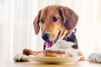 Un chien heureux devant une cuisse de poulet posée dans une assiette
