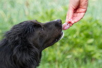 Une femme donne un morceau de viande crue à un chien noir