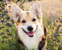 Les vitamines essentielles pour le chien