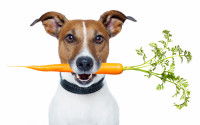 Les besoins du chien en vitamines