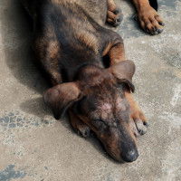 La carence en vitamine A chez le chien