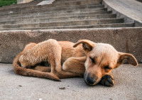 La carence en vitamine D chez le chien