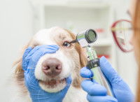 Un v&eacute;t&eacute;rinaire examine l'oeil d'un Border Collie