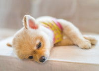 La carence en vitamine K chez le chien