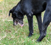 L'exc&egrave;s de vitamine D chez le chien
