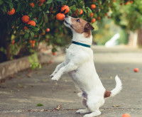 L'exc&egrave;s de vitamine C chez le chien