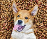 L'exc&egrave;s de vitamine K chez le chien